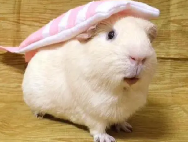 荷兰猪有感情吗?主人不妨来看看 荷兰猪有感情吗?主人不妨来看看