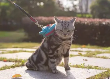 猫咪怎么栓牵引绳