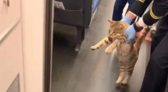 猫可以上高铁吗