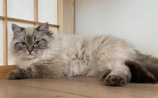 西伯利亚森林猫
