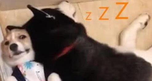 狗狗在房里睡觉,主人出门买菜,回来后笑了 狗狗在房里睡觉,主人出门买菜,回来后笑了