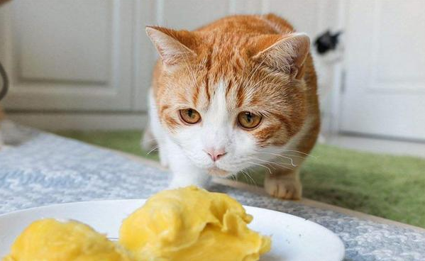 猫可以吃榴莲吗
