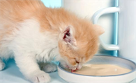 小猫多久断奶