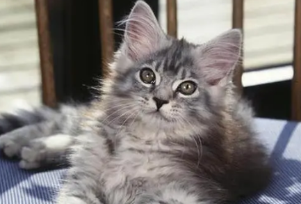 缅因猫好养吗