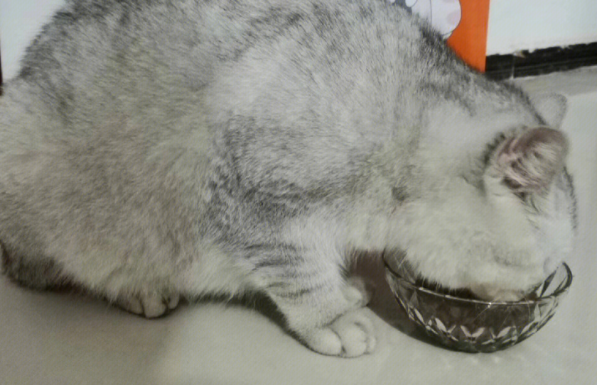 猫粮什么品牌的好