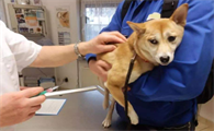 犬瘟热后期治疗