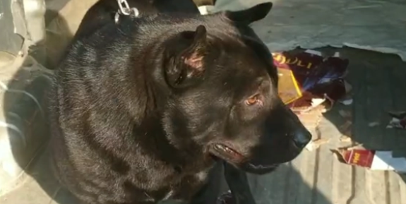 狗市里一只土狗要价6万5？大哥：这可是金钱尾的五黑公！