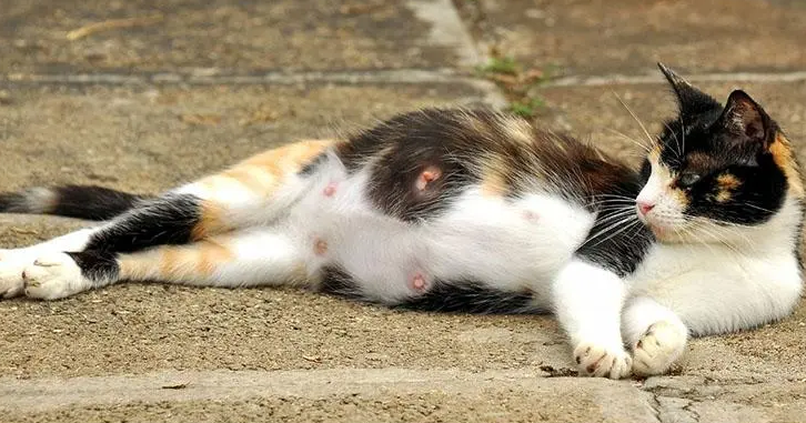 猫咪怀孕有必要做b超吗