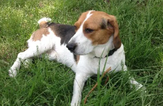 比格犬好养吗 比格犬好养吗