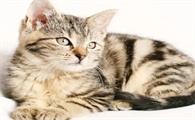 猫咪多大算成猫