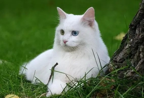 宠物猫的品种 宠物猫的品种