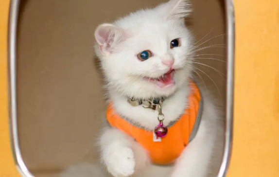 猫可不可以去酒吧,好奇的来看看吧 猫可不可以去酒吧,好奇的来看看吧