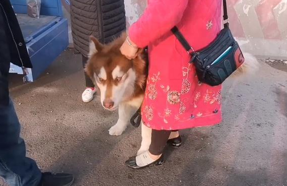 五百块,阿拉斯加犬上狗肉车,大姐泪别 五百块,阿拉斯加犬上狗肉车,大姐泪别
