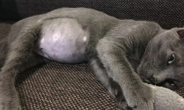 猫传腹是什么 猫传腹是什么