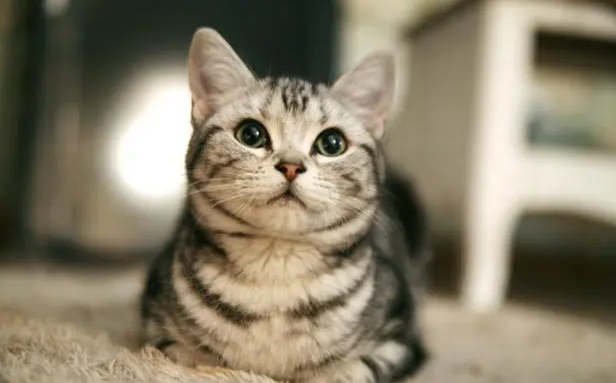 猫的平均寿命