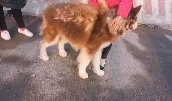 五百块,阿拉斯加犬上狗肉车,大姐泪别 五百块,阿拉斯加犬上狗肉车,大姐泪别