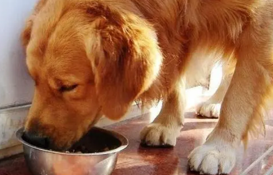 狗狗小知识：金毛狗粮一次喂多少？