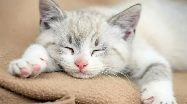 猫一天睡多久