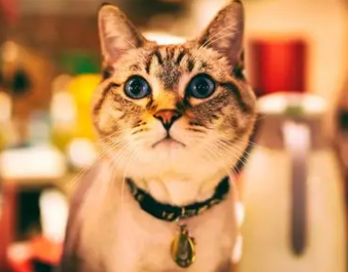 猫咪能上高铁吗
