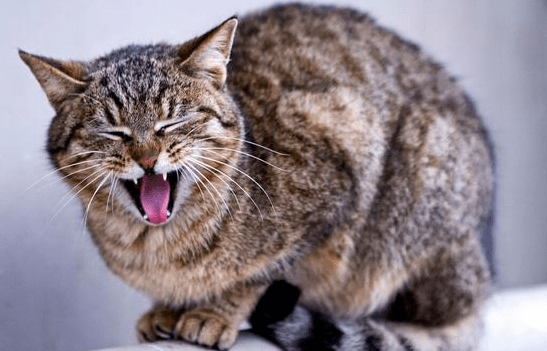 猫咪偶尔会像哮喘一下的喘气怎么回事 猫咪偶尔会像哮喘一下的喘气怎么回事