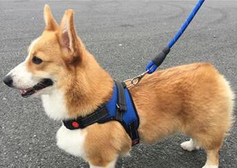 狗牵引绳怎么带
