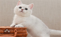 银渐层猫好养吗
