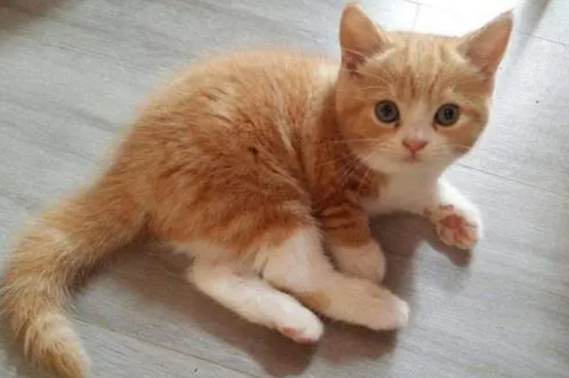 猫咪多大成年