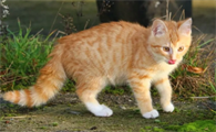 猫有几个乳头