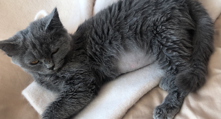 猫传腹传染吗
