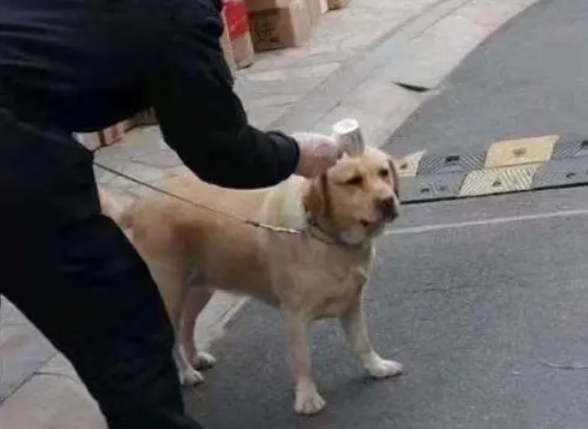动物感染新冠怎么处理 动物感染新冠怎么处理