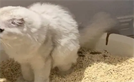 猫拉稀怎么办