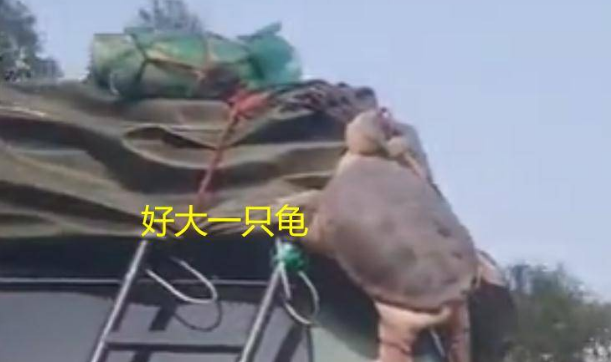 玉林高速上,乌龟紧咬车顶,网友感慨不易 玉林高速上,乌龟紧咬车顶,网友感慨不易