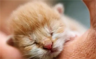 猫几天睁眼睛