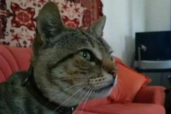 流浪猫在酒店蹭吃蹭喝，最后被小伙相中收养