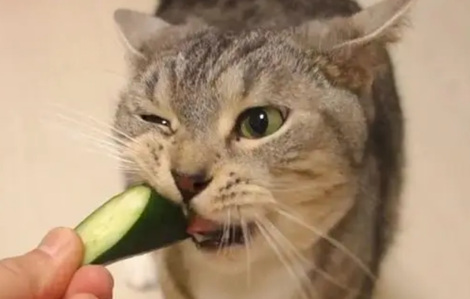 猫可以吃黄瓜吗