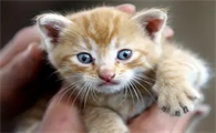 猫可以吃蛋黄吗