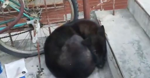 被抛弃还在等主人，4天后才乖巧的接受帮助