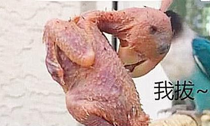鹦鹉啄光自己全身的羽毛,主人以为它在自残 鹦鹉啄光自己全身的羽毛,主人以为它在自残