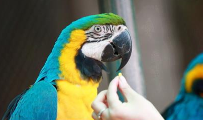 鹦鹉啄光自己全身的羽毛，主人以为它在自残