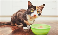 猫可以吃什么