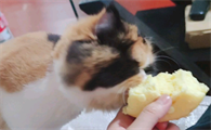 猫可以吃馒头吗