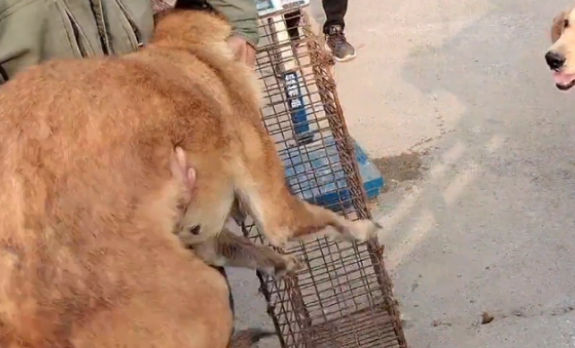 老马犬被卖后，也只能任由狗贩夹来夹去