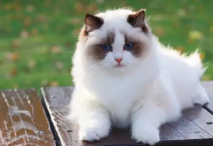 布偶猫价格大约多少钱?想养的人看过来 布偶猫价格大约多少钱?想养的人看过来
