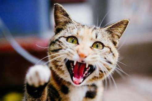 猫有狂犬病吗 猫有狂犬病吗