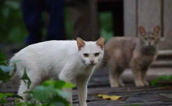 小猫咪,缺的不是食物,而是一个带它走的人 小猫咪,缺的不是食物,而是一个带它走的人