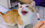 猫打完疫苗一个月硬块没消怎么办