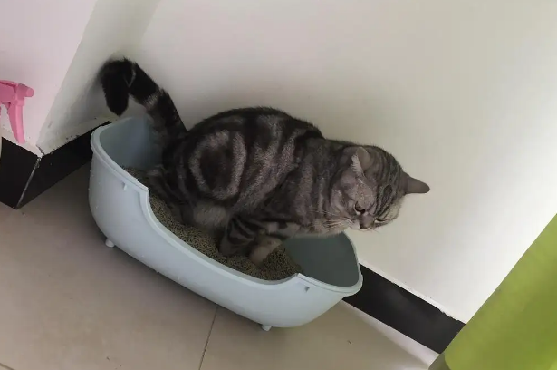 猫要大便小便的信号？