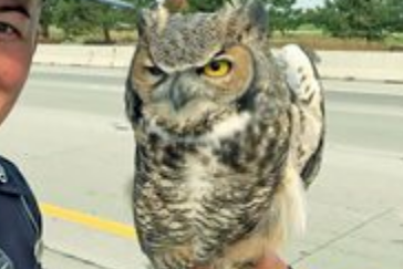 误把塑胶布当猎物！猫头鹰爪子被缠住动弹不得
