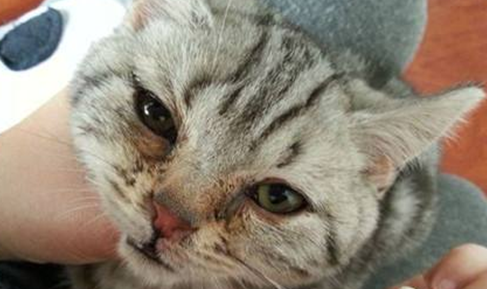 猫咪疱疹病毒