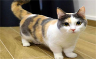 猫的寿命有多长